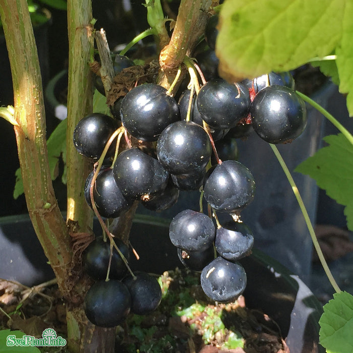 Ribes nigrum 'Petter' E Busk C3,5