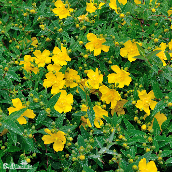 Hypericum 'Hidcote' Busk C5