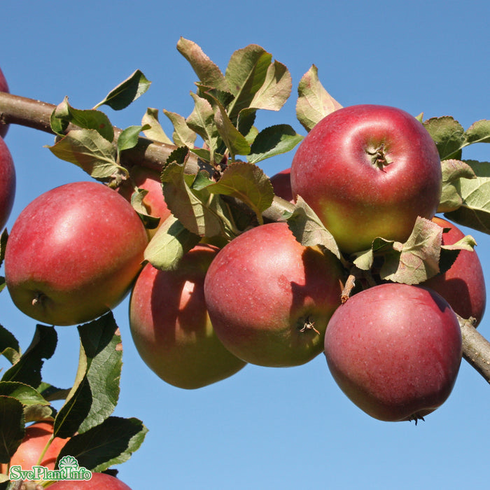 Malus domestica 'Lovisa' E A2 Stam 4 års Co