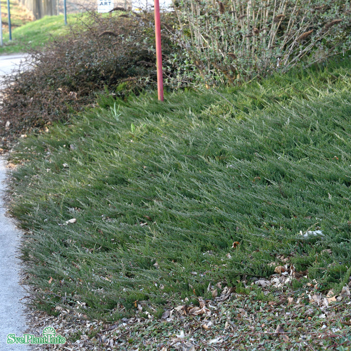 Juniperus horizontalis 'Blue Chip' C2,5 25-30cm