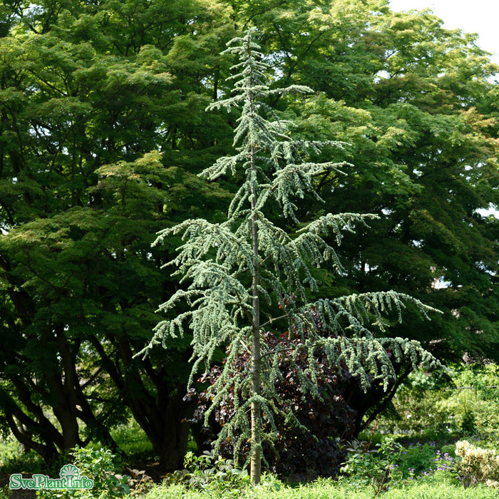 Cedrus atlantica (Glauca-Gruppen) Ungträd C15 150-175cm