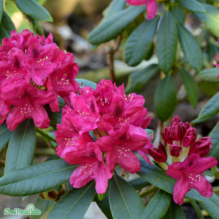 Rhododendron (Cataw.) 'Nova Zembla' Solitär Kl B120-140 H 120-140cm