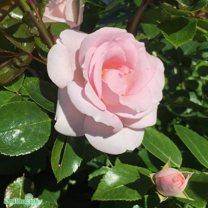 Rosa 'Aspirin' Stam 90cm Co