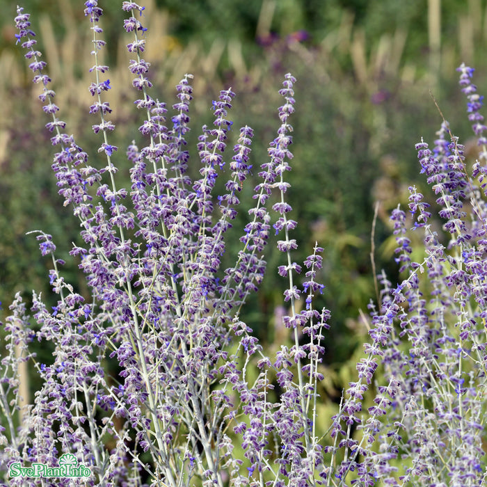 Perovskia atriplicifolia 'Little Spire' A-kval