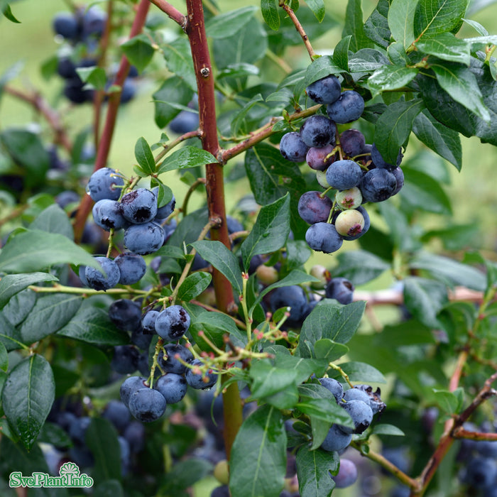 Vaccinium corymbosum 'Bluecrop' Busk C4,6