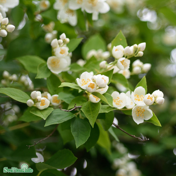 Philadelphus coronarius Solitär Kl 125-150cm