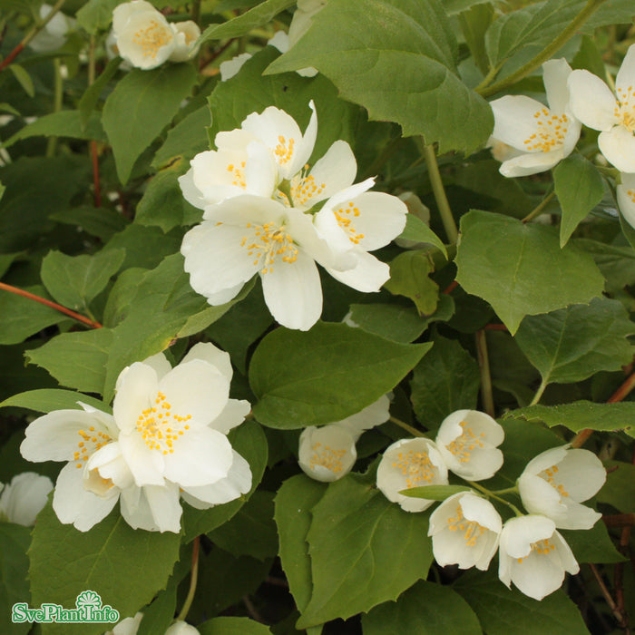 Philadelphus coronarius 'Ängen' Halvsoliär C15