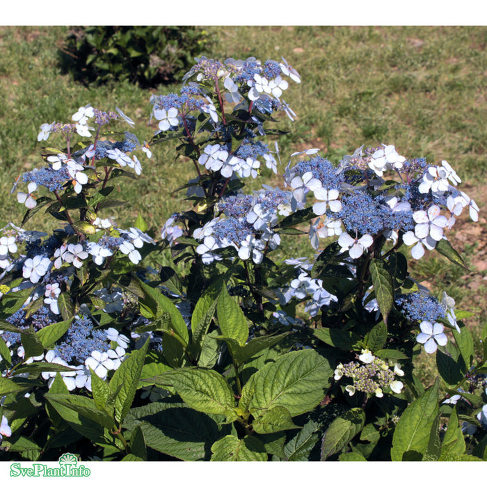 Hydrangea serrata 'Blue Bird' C12 40cm