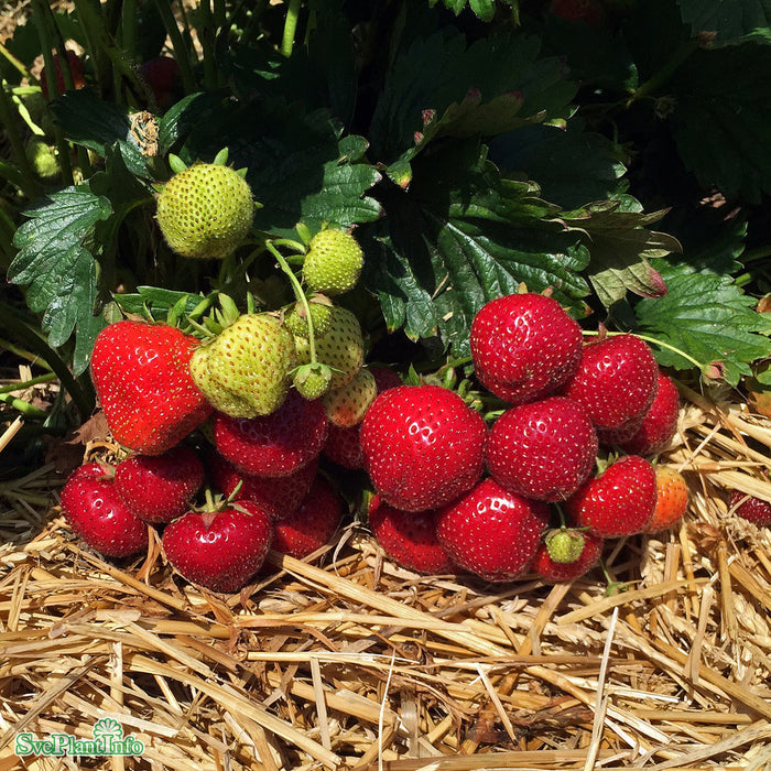 Fragaria x ananassa 'Sonata' 6  pack