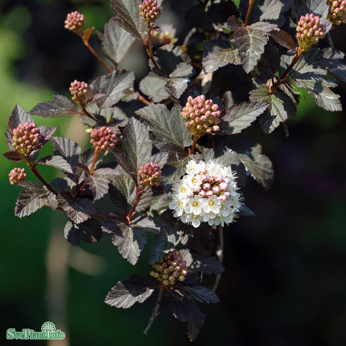 Physocarpus opulifolius 'Diabolo' Solitär C10 80-100cm