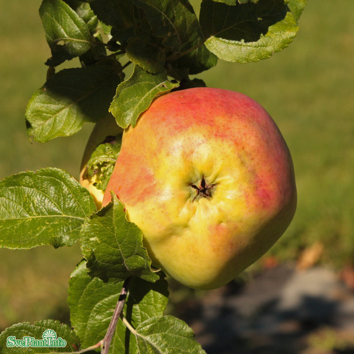 Malus domestica 'Brunnsäpple' A2 Stam 2-års A-kval  Co