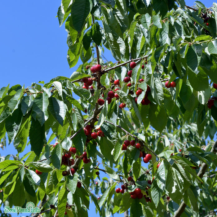 Prunus avium 'Lapins' A-kval Co 2-års