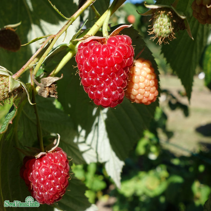 Rubus (Hösthallon) 'Polka' A-kval C2