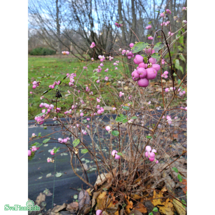 Symphoricarpos x door. 'Mother of Pearl' Busk C3,4