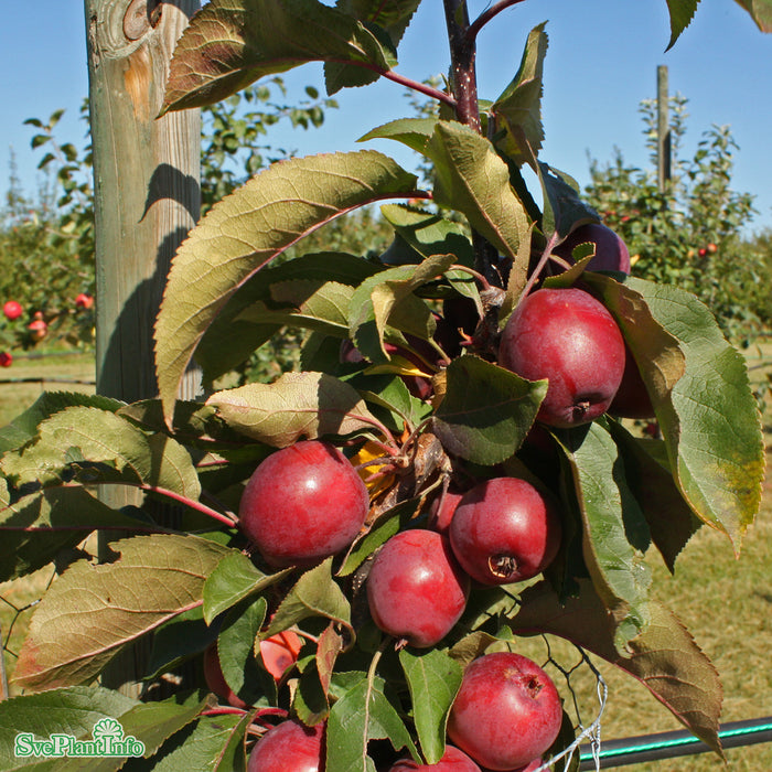 Malus domestica 'Maypole' MM111 Pelarträd 2 års C