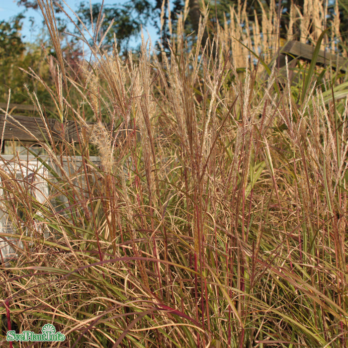 Miscanthus sinensis 'Yaku-jima' A-kval C2