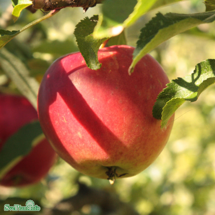 Malus domestica 'Mio' E A2 Ompl. 5-6 år K