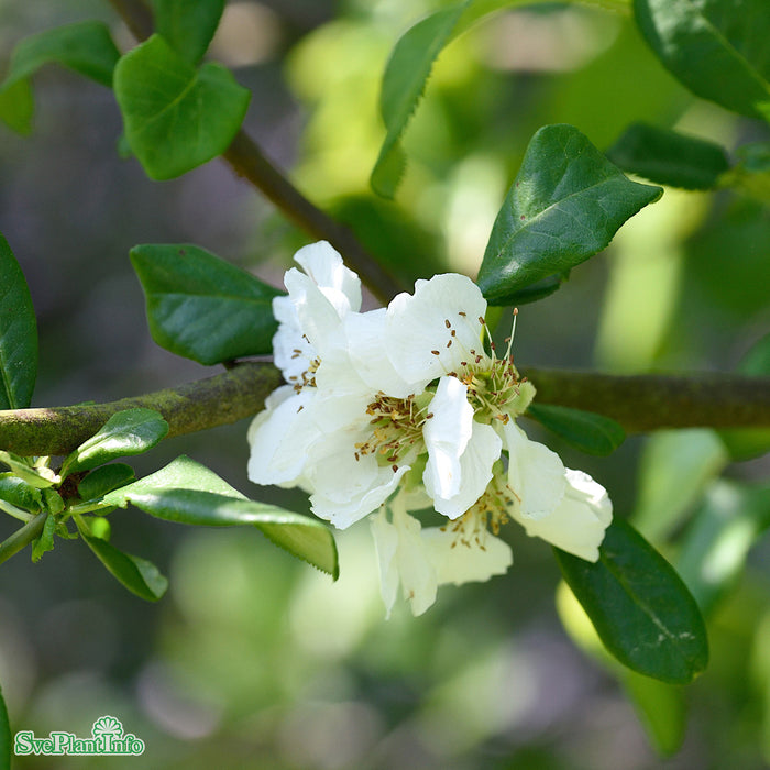 Chaenomeles x superba 'Jet Trail' Busk C4,5