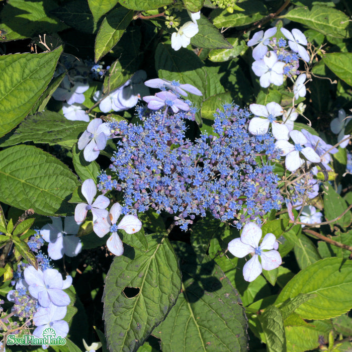 Hydrangea serrata 'Blue Bird' C12 40cm