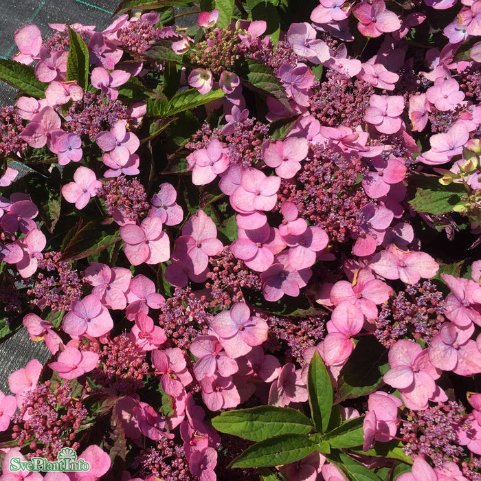 Hydrangea serrata 'Koreana' C6