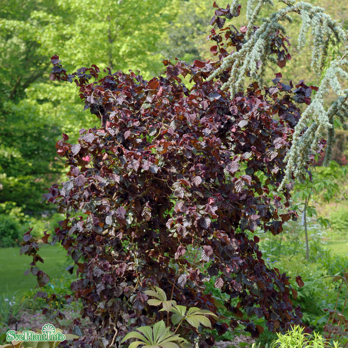 Corylus avellana 'Red Majestic' Solitär 125-150cm