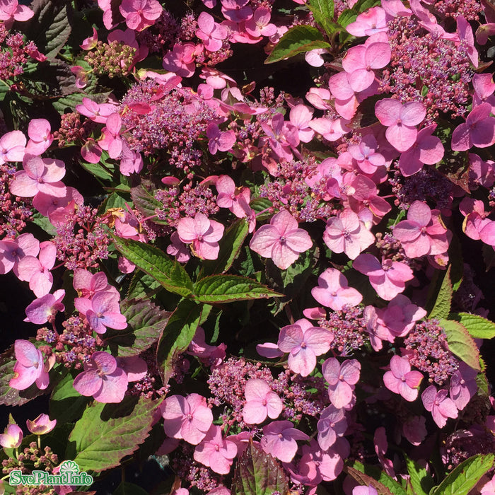 Hydrangea serrata 'Koreana' C6