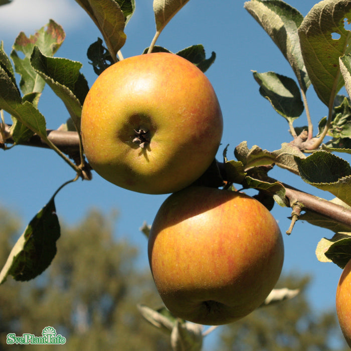 Malus domestica 'Ribston Pippin' A2 Stam 2-års A-kval Co