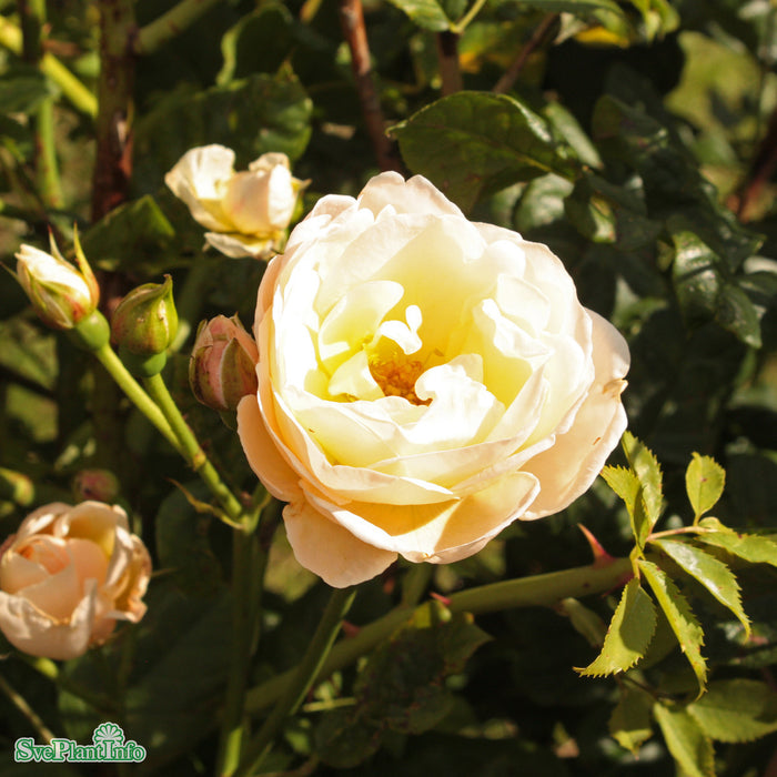 Rosa 'Uetersener Klosterrose' Solitär C20 200-250cm