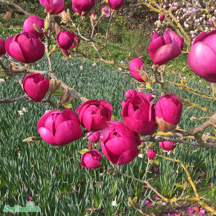 Magnolia 'Black Tulip' Solitär C10 80-100cm