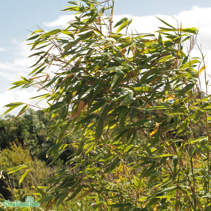 Fargesia murialae MAASAI Busk C7,5 80-100cm