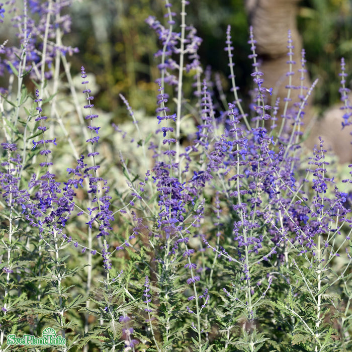 Perovskia atriplicifolia 'Little Spire' A-kval