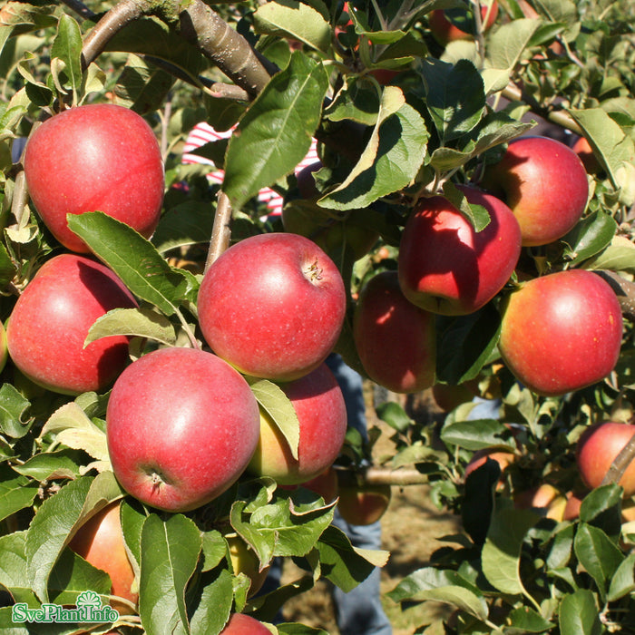 Malus domestica 'Lovisa' E A2 Stam 4 års Co