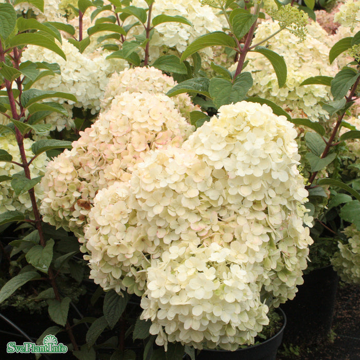 Hydrangea paniculata 'Bobo' Solitär C12 60-80cm