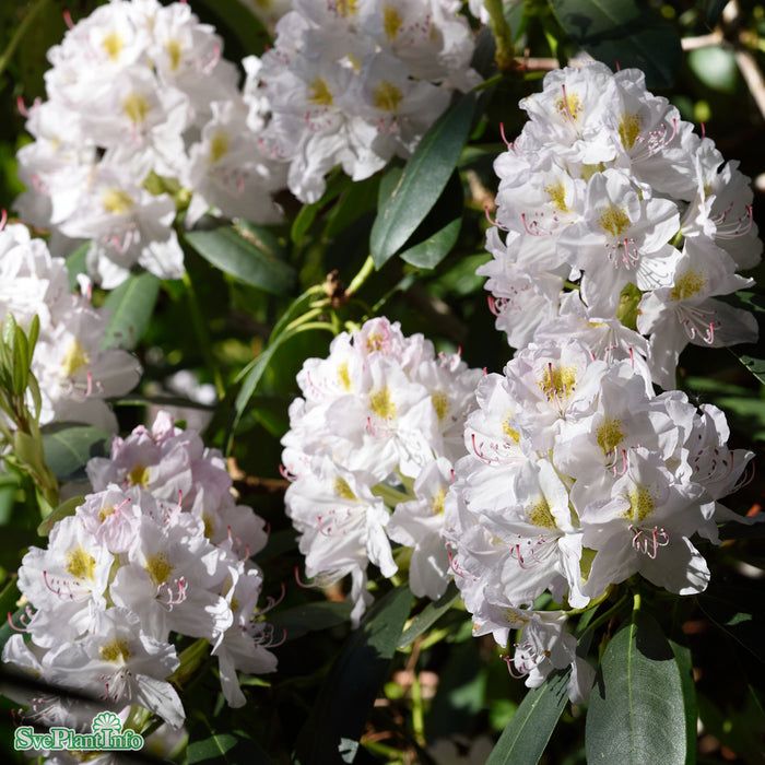 Rhododendron 'Catawbiense Album' Kl 80-90cm