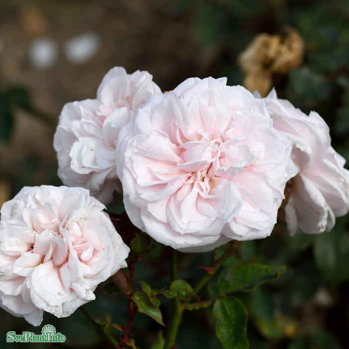 Rosa 'Souvenir de la Malmaison' A kval C4