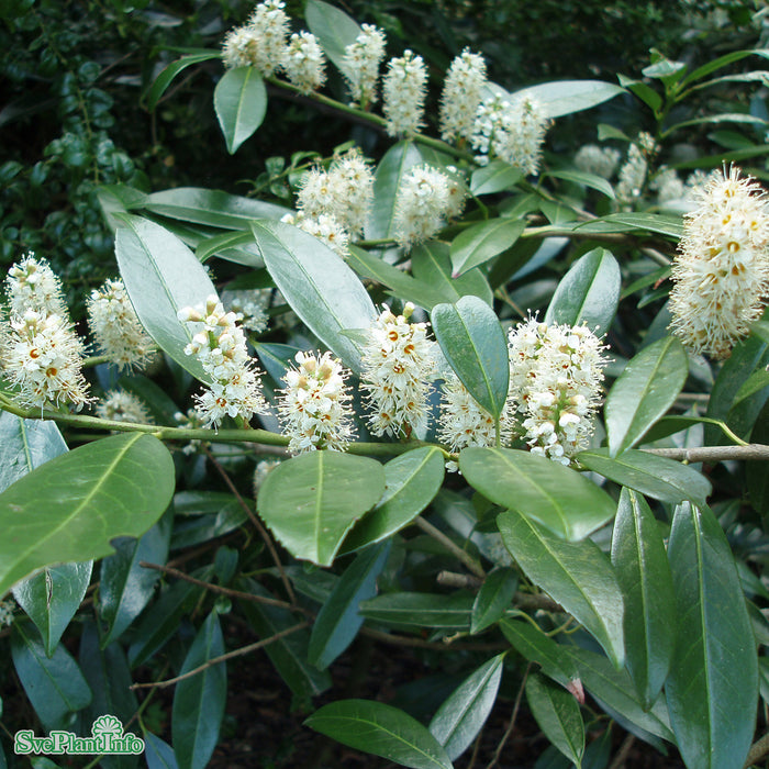 Prunus laurocerasus 'Otto Luyken' Stam C10 80cm