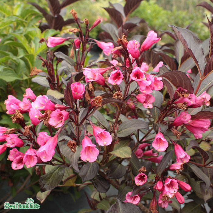 Weigela florida 'Alexandra' Busk C4,6