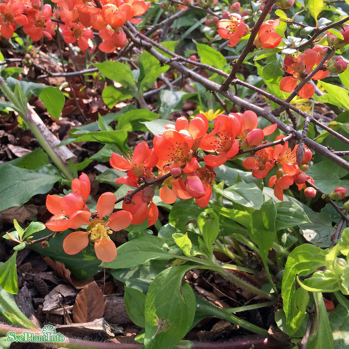 Chaenomeles japonica 'Cido' Busk C3,5