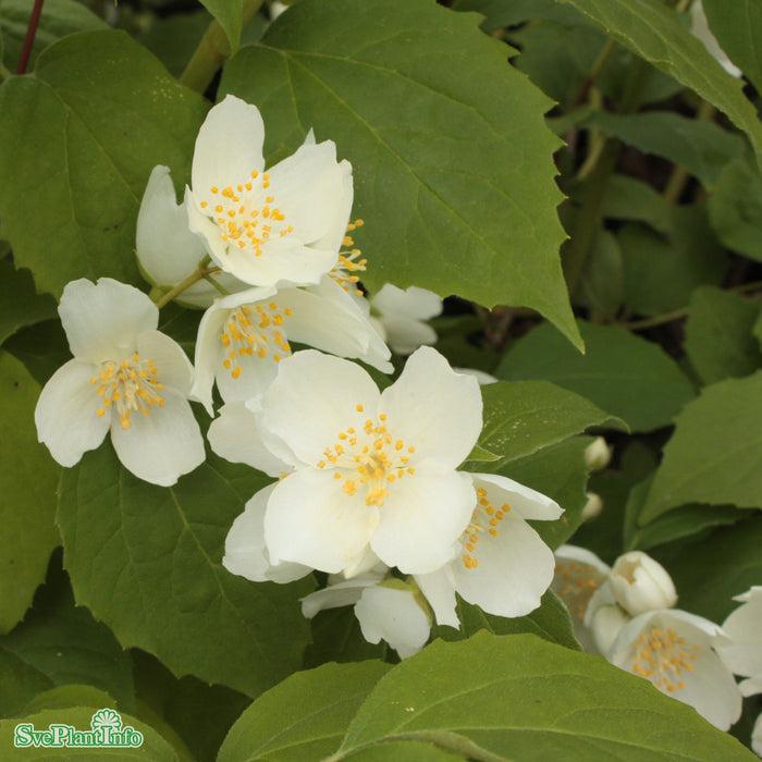 Philadelphus coronarius 'Ängen' Halvsoliär C15
