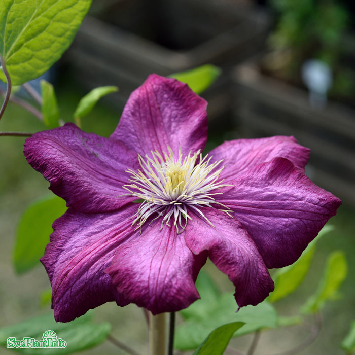 Clematis 'Ville de Lyon' C2