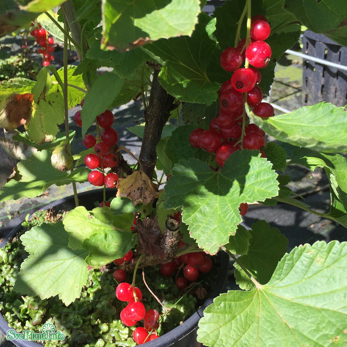 Ribes (Röda Vinbär) 'Rovada' Busk C5