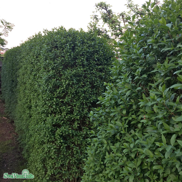 Ligustrum vul. v. italicum 'Atrovirens' Busk C3 60-100cm