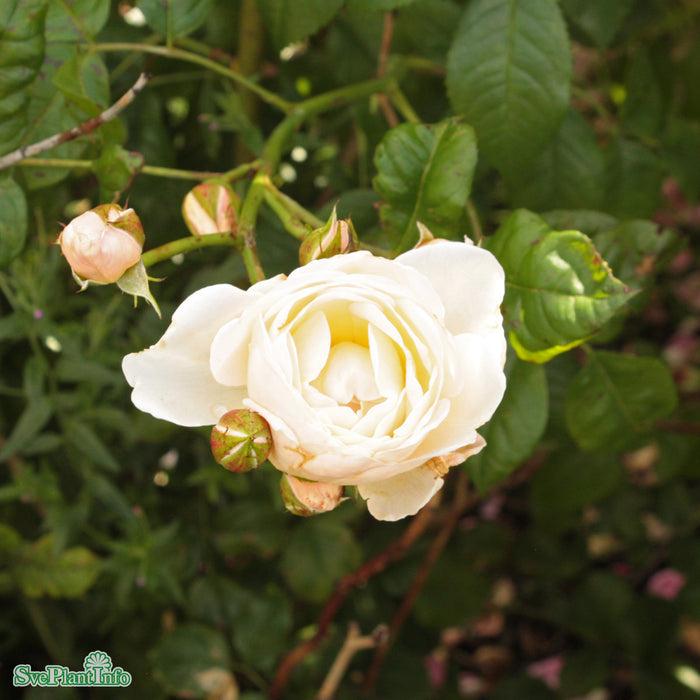 Rosa 'Uetersener Klosterrose' A kval C4