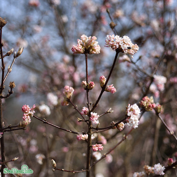 Viburnum bodnantense 'Dawn' Solitär Kl 125-150cm