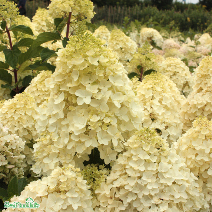 Hydrangea paniculata 'Silver Dollar' C7,5 90cm