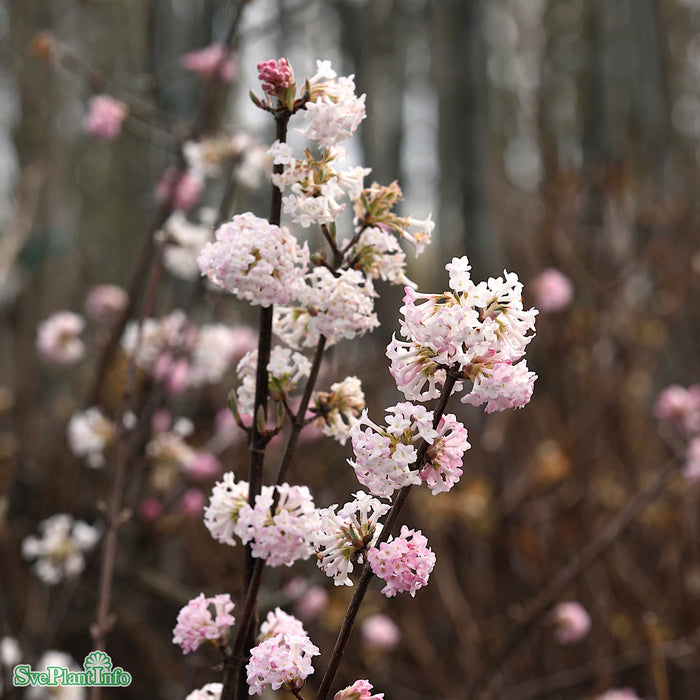 Viburnum bodnatense 'Charles Lamont' Solitär C20 150-175cm