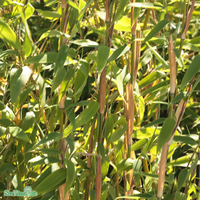 Fargesia murialae MAASAI Busk C7,5 80-100cm