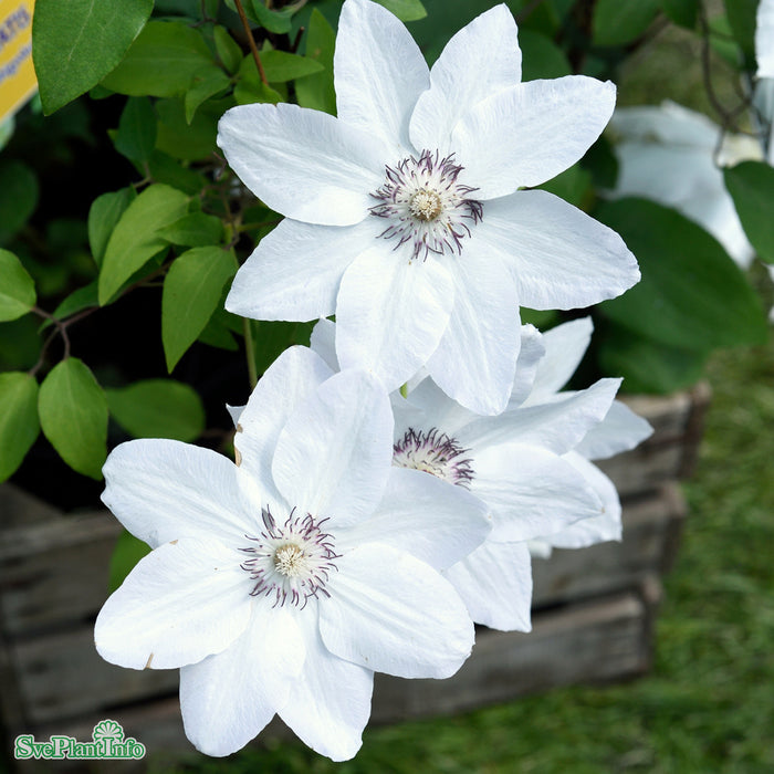 Clematis 'Miss Bateman' A-Kval C2