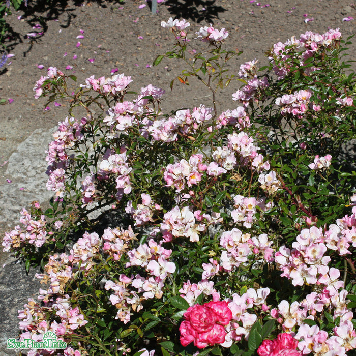 Rosa 'Teeny Weeny' A-kval C4