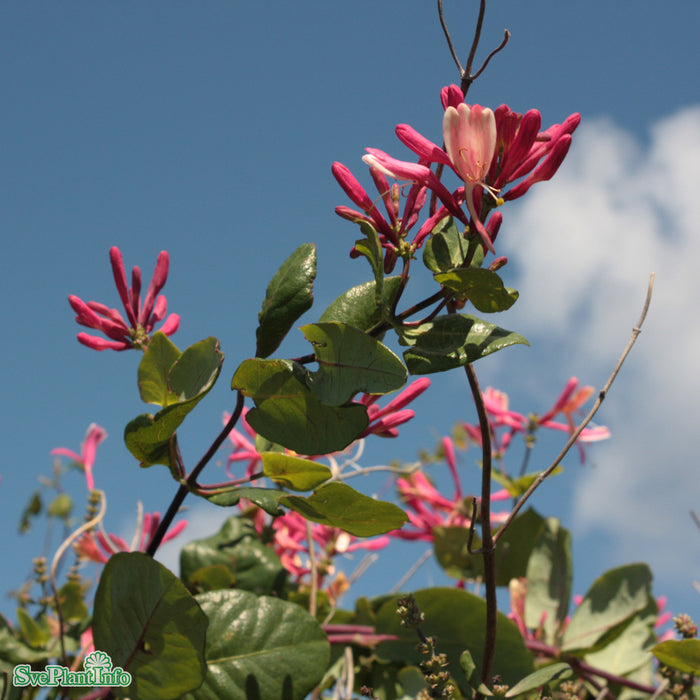 Lonicera heckrottii 'Goldflame' C2 40-60cm